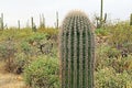 Close up of a Saguaro Cactus with Copy Space Royalty Free Stock Photo