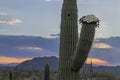 Close Up Of Saguaro Cactus Flowers Blooming In AZ