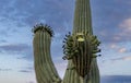 Close Up Of  Saguaro Cactus  Flowers Blooming In AZ Springtime