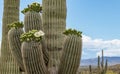 Close Up Of Saguaro Cactus Flowers Blooming