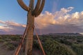 Close Up Of Saguaro Cactus Near Housing Developmnet In AZ