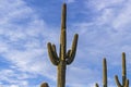 Close Up Of Saguaro Cactus Near Phoenix AZ