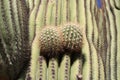 Close up of Saguaro cactus new branches
