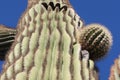 Close up of Saguaro cactus new branches