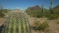 Close up of a saguaro cactus with the puerto blanco mnts in the distance