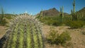 Close up of a saguaro cactus with the puerto blanco mnts in the distance Royalty Free Stock Photo