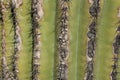 Close up of Saguaro Cactus Trunk