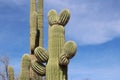 Close up of a saguaro cactus which resembles Mickey Mouse or a rabbit on the Desert Discovery Nature Trail in Saguaro National Par