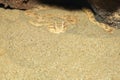 Close up Sahara horn viper in sand at the cave Royalty Free Stock Photo