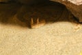 Close up Sahara horn viper in sand at the cave Royalty Free Stock Photo