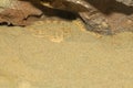 Close up Sahara horn viper in sand at the cave Royalty Free Stock Photo