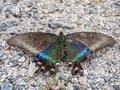 Close up of Sailboat Maak or blue machaon butterfly, Russia.