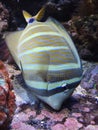 Close up of Sailfin Tang, a tropical reef fish Royalty Free Stock Photo