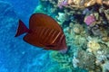 Close up of Sailfin Tang, a tropical reef fish Royalty Free Stock Photo