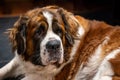 Close up of saint Bernard dog on slate tile floor Royalty Free Stock Photo