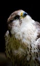 Close up of Sakar falcon facing right Royalty Free Stock Photo