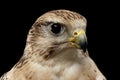 Close-up Saker Falcon, Falco cherrug, isolated on Black background Royalty Free Stock Photo