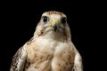 Close-up Saker Falcon, Falco cherrug, isolated on Black background Royalty Free Stock Photo