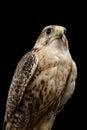 Close-up Saker Falcon, Falco cherrug, isolated on Black background Royalty Free Stock Photo