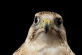 Close-up Saker Falcon, Falco cherrug, isolated on Black background Royalty Free Stock Photo