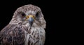 Close-up saker falcon Falco cherrug isolated on black background Royalty Free Stock Photo