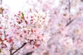 Close up sakura cherry blossoms flower branches  in pink color full bloom , good sakura background in Japan,the flora so beautiful Royalty Free Stock Photo
