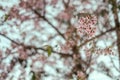 close up sakura flower on branch of tree background beautilful