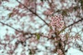 Close up sakura flower on branch of tree background beautilful