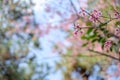 close up sakura flower on branch of tree and little leaf background beautilful Thailand