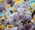 Close up sakura flowers on blurred bokeh background. Cherry blossom branch in bloom.Garden on sunny spring day. Soft focus macro Royalty Free Stock Photo