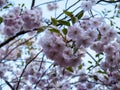 Close up sakura flowers on blurred bokeh background. Cherry blossom branch in bloom. Garden on sunny spring day. Soft focus macro Royalty Free Stock Photo