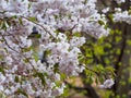 Close up sakura flowers on blurred bokeh background. Cherry blossom branch in bloom.Garden on sunny spring day. Soft focus macro Royalty Free Stock Photo