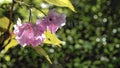 Close up of Sakura flowersin dark background in Ontario Royalty Free Stock Photo