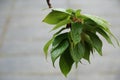 A close-up sakura tree twig with leaves in rain. The twig is covered with raindrops, they fall down from the leaves on the ground. Royalty Free Stock Photo