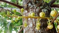 Close-up sala tree, shorea robusta, flower and fruit