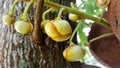 Close-up sala tree, shorea robusta, flower and fruit