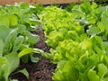 Close up of salat with waterdrops