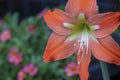 Close-up of salmon amaryllis flower against a background of colorful petunias.