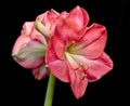 Close-up of a salmon colored Amaryllis flower. Royalty Free Stock Photo
