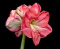 Close-up of a salmon colored Amaryllis flower.