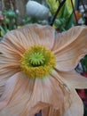 Close-up of a salmon colored papaver flower blooming Royalty Free Stock Photo