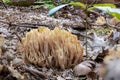 Close up of a salmon coral Ramaria formosa mushroom between pine needles Royalty Free Stock Photo