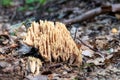 Close up of a salmon coral Ramaria formosa mushroom between pine needles Royalty Free Stock Photo