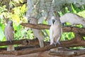 Salmon crested cockatoo ,Cacatua moluccensis,group Royalty Free Stock Photo