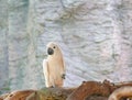 Salmon crested cockatoo ,Cacatua moluccensis Royalty Free Stock Photo