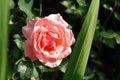 A close up of pink rose of the 'Queen Elizabeth' variety in the garden on a bright sunny day