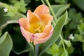 Close up salmon pink tulip