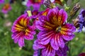 A close-up of a salpiglossis bloom. Royalty Free Stock Photo