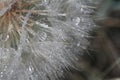 close-up of salsify seeds, macro. Drop off water Royalty Free Stock Photo