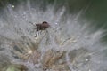 close-up of salsify seeds, macro drops of water Royalty Free Stock Photo